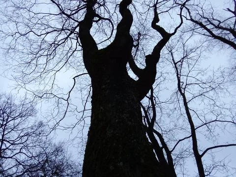 Trees in the park Stock Photos