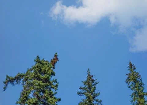 Trees in a park Stock Photos
