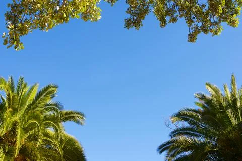 Trees in a park Фото