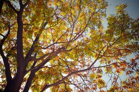 Trees in a park Stock Photos