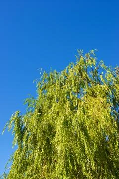 Trees in a park Stock Photos