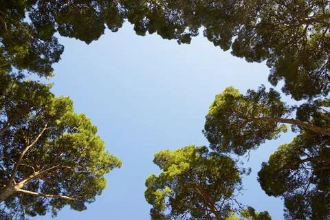 Trees in a park Stock Photos