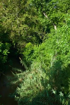 Trees in a park Photos