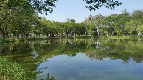 Trees in the park with a pond, Stock Footage 70951632