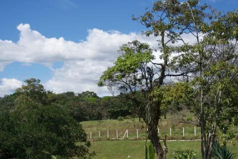 Trees in park with a sky blue Stock Photos
