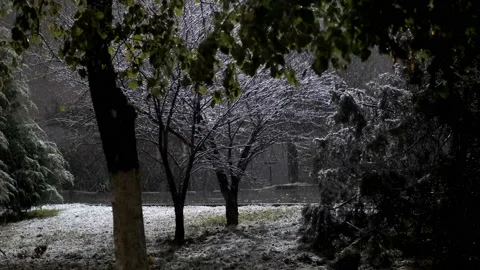 Trees in the park in the snow during heavy snowfall Video stock 143847192