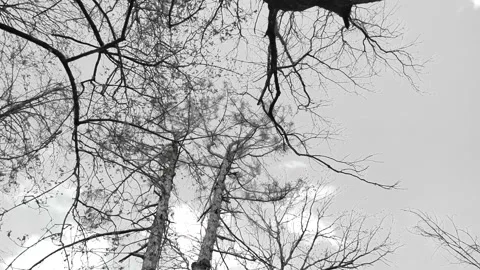 Trees in the park in spring Stock Footage 154908442