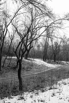 Trees in the park. Spring snow last winter. Stock Photos