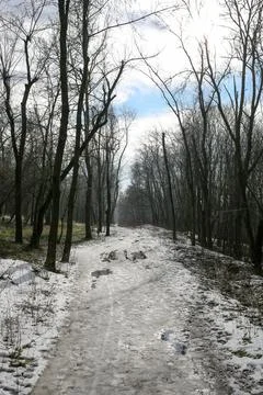 Trees in the park. Spring snow last winter. Stock Photos