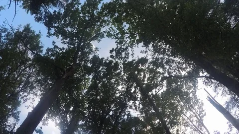 Trees In park at Summer day Timelapse Stock Footage 79814426