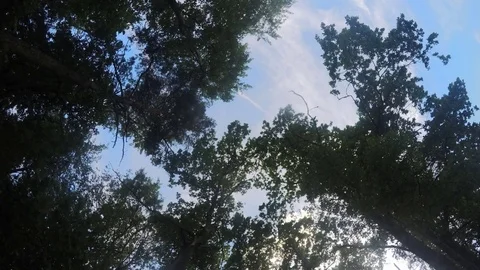 Trees In the Park In Summer day Timelapse Stock Footage 81606973