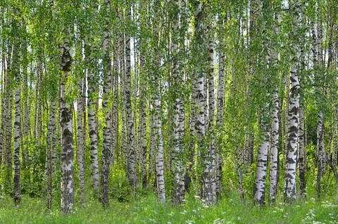 Trees in park the summer Foto stock