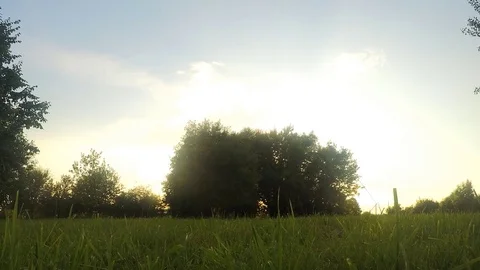 Trees In Park At  Summer sunset Timelapse 스톡 동영상 82984214