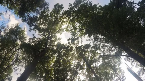 Trees In park in Summer Timelapse 스톡 동영상 79814393