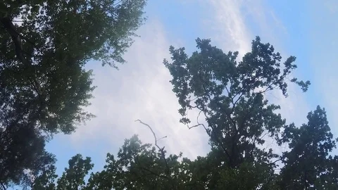 Trees In the park in Summer Timelapse Vídeo Stock 79814906