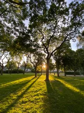 Trees in a park at sunset Stock Photos