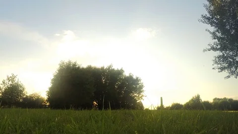 Trees in the park at sunset in summer timelapse Stock Footage 82980155