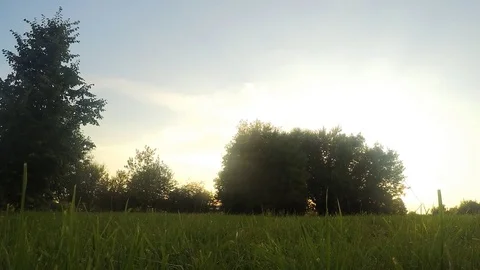 Trees in park at sunset in summer timelapse Stock Footage 82980302