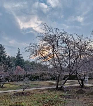 Trees in the park at sunset in winter Foto stock