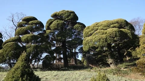 Trees in the park, trees in the garden Video stock 310079785