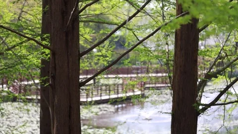 Trees in the park, trees in the garden Video stock 310355476