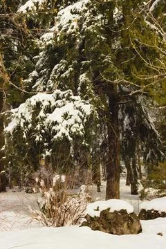 Trees in the park in winter. Stock Photos