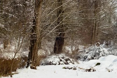 Trees in the park in winter. Stock Photos