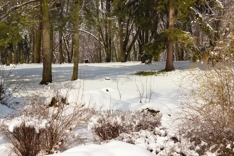 Trees in the park in winter. Stock Photos