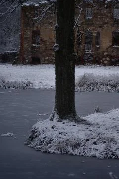 Trees in the park in winter 写真素材
