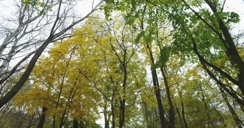 Trees in the park without with yellow and green autumn leaves Stock Footage 130720755