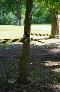 Trees in the park wrapped in black and yellow warning tape Stock Photos