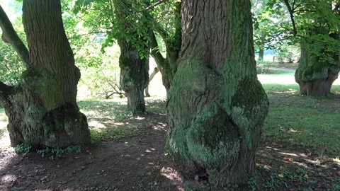 Trees of parks on sunny days Stock Footage 116107997