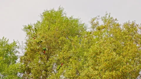 Trees with parrots Video stock 255524980