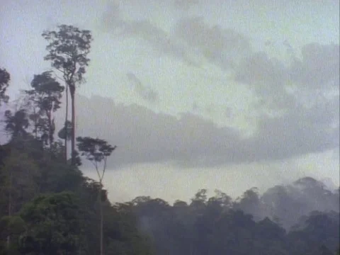 Trees partially covered in fog and clouds forming on the sky Stock Footage 79882255