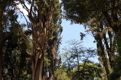 Trees with particular branches Foto stock