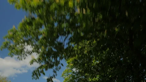 Trees pass by against a Blue Sky Stock Footage 92772265