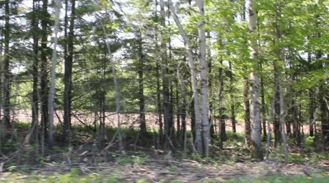 Trees pass by Video stock 6132517