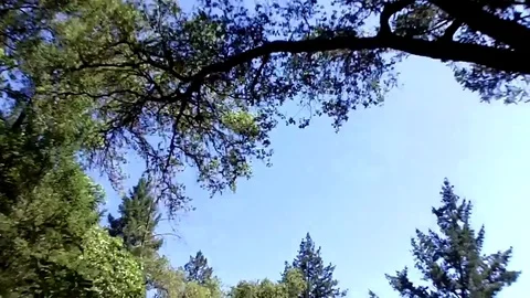 Trees passing by overhead 스톡 동영상 78977818