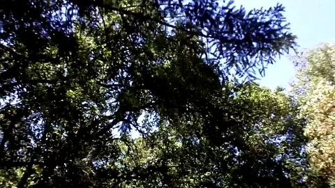 Trees passing by overhead Video stock 78977866