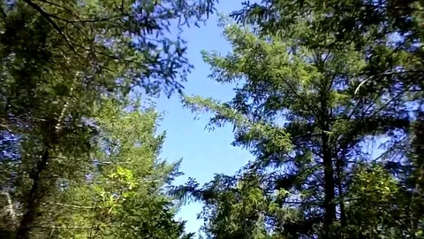 Trees passing by overhead Stock Footage 78977907