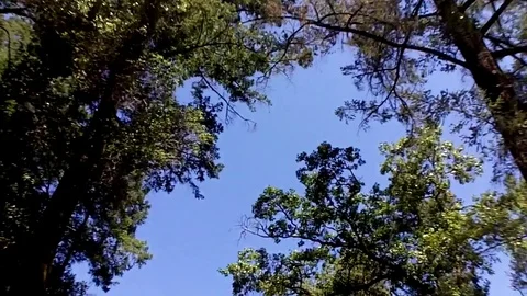 Trees passing by overhead Video stock 78977916