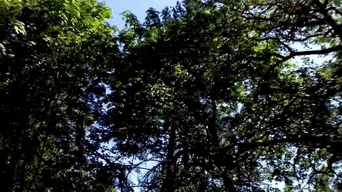 Trees passing by overhead Stock Footage 78977932