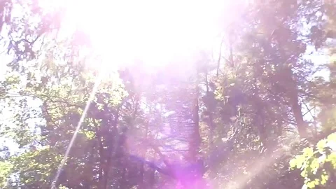 Trees passing by overhead Stock Footage 78977969