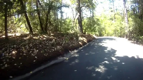 Trees passing by overhead Video stock 78978093