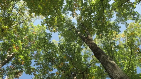 Trees Passing Overhead 스톡 동영상 151713982