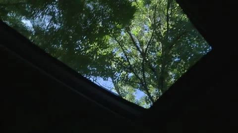 Trees passing through the roof window of a car on a road in New Zealand Stock Footage 211987745