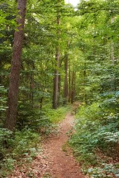 Trees, path and hiking trail in nature for outdoor travel, scenery and natural Stock Photos
