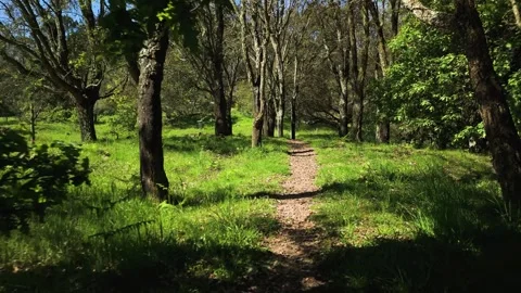 Trees Path Видео 307428726