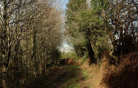 Trees, pathway in forest Ireland. Stock Photos