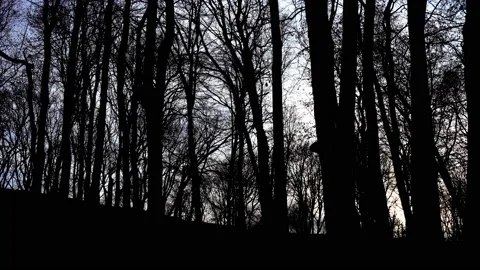 Trees pattern. Camera movement inside city park. Wonderful grey forest in winter Stock Footage 235189520